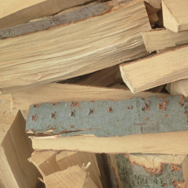 stiepany buk suchy 1.jpg